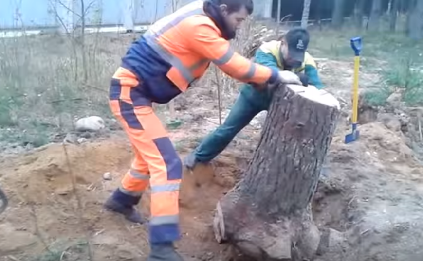 Как производится расчистка участков от деревьев